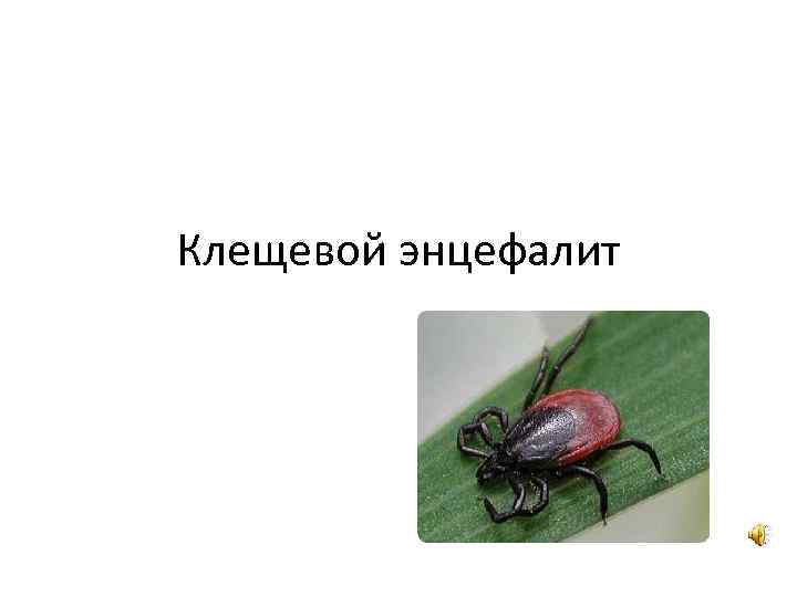 Клещевой энцефалит 