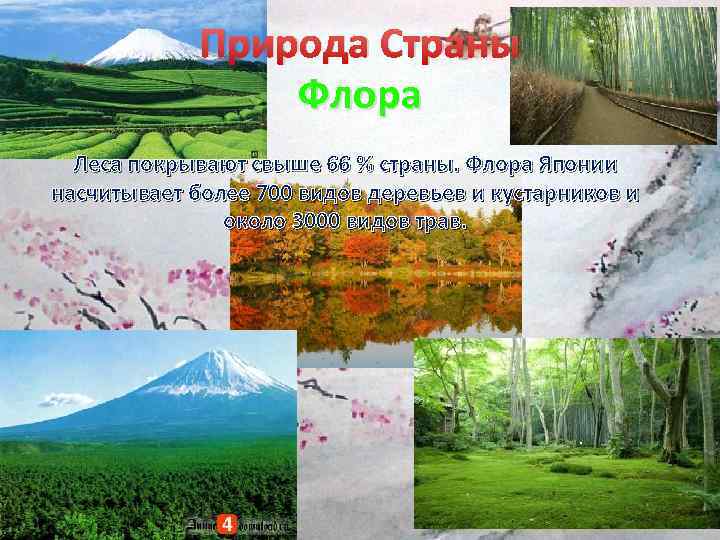 Природа Страны Флора Леса покрывают свыше 66 % страны. Флора Японии насчитывает более 700
