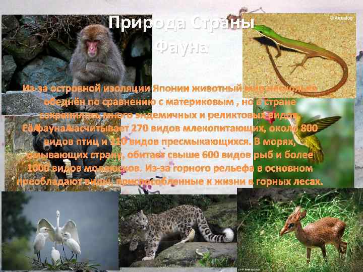 Природа Страны Фауна Из-за островной изоляции Японии животный мир несколько обеднён по сравнению с