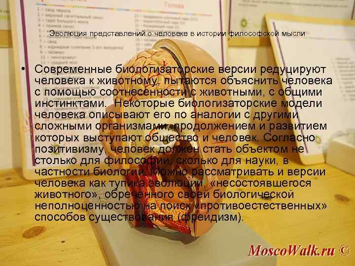 Эволюция представлений о человеке в истории философской мысли • Современные биологизаторские версии редуцируют человека