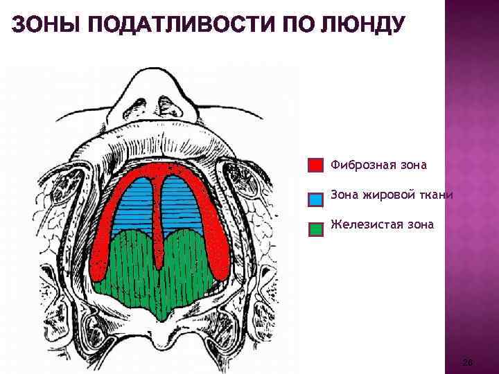 ЗОНЫ ПОДАТЛИВОСТИ ПО ЛЮНДУ Фиброзная зона Зона жировой ткани Железистая зона 26 