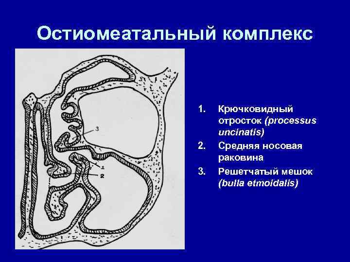 Остиомеатальный комплекс 1. 2. 3. Крючковидный отросток (processus uncinatis) Средняя носовая раковина Решетчатый мешок