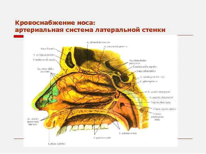 Задняя стенка носоглотки фото