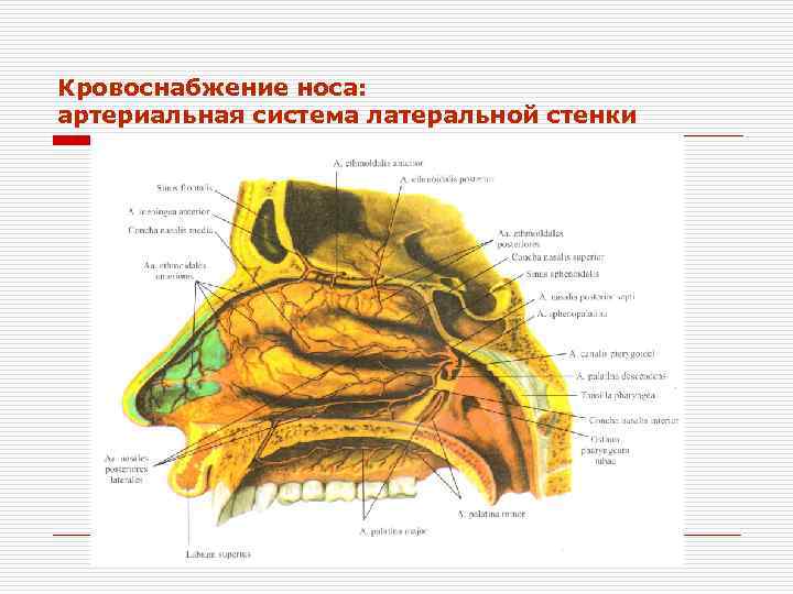 Кровоснабжение носа презентация