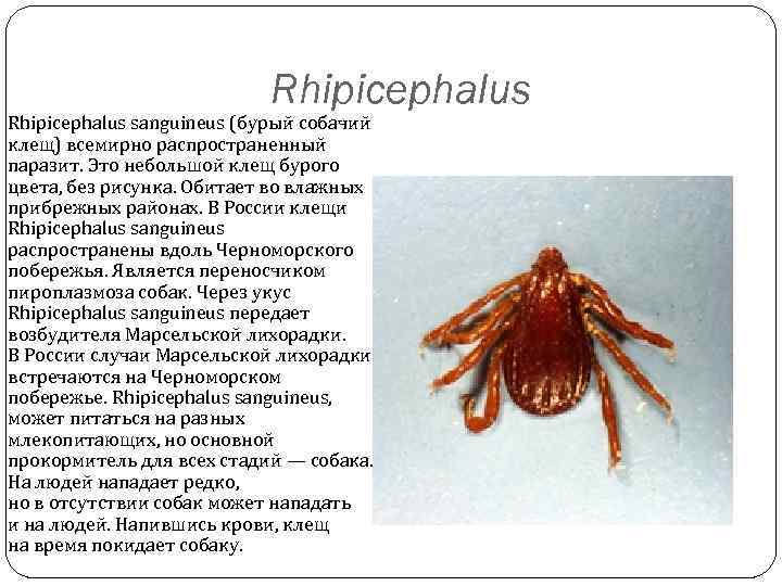 Rhipicephalus sanguineus (бурый собачий клещ) всемирно распространенный паразит. Это небольшой клещ бурого цвета, без