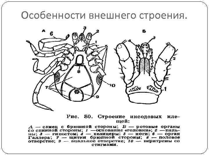 Ротовой аппарат таежного клеща рисунок