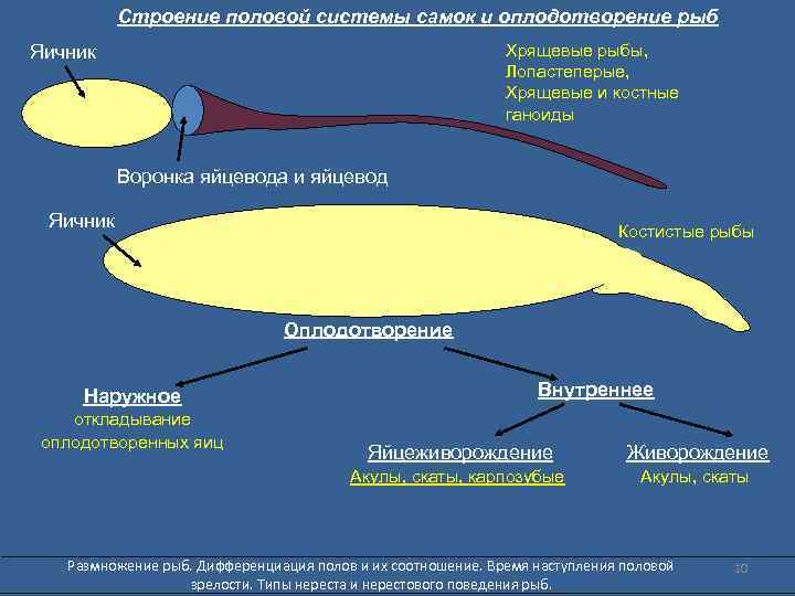 Строение половой системы самок и оплодотворение рыб Хрящевые рыбы, Лопастеперые, Хрящевые и костные ганоиды