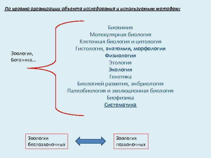 Анатомия зоология морфология