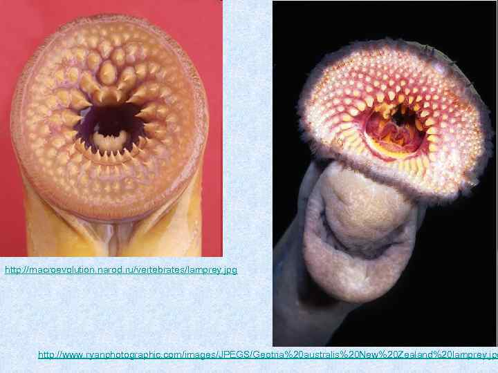 http: //macroevolution. narod. ru/vertebrates/lamprey. jpg http: //www. ryanphotographic. com/images/JPEGS/Geotria%20 australis%20 New%20 Zealand%20 lamprey. jpg