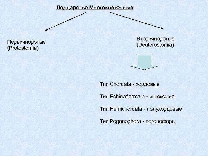 Подцарство Многоклеточные Первичноротые (Protostomia) Вторичноротые (Deuterostomia) Тип Chordata - хордовые Тип Echinodermata - иглокожие