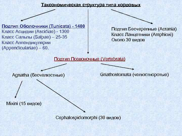 Таксономическая структура типа хордовых Подтип Оболочники (Tunicata) - 1400 Класс Асцидии (Ascidiae) - 1300