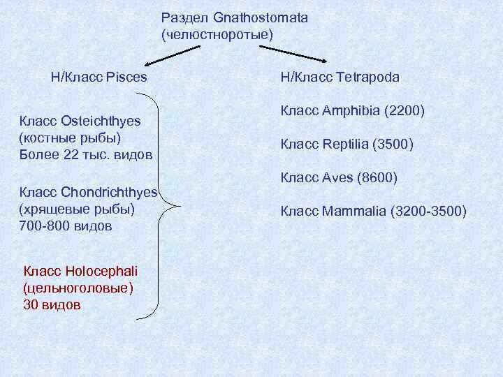 Раздел Gnathostomata (челюстноротые) Н/Класс Pisces Класс Osteichthyes (костные рыбы) Более 22 тыс. видов Класс