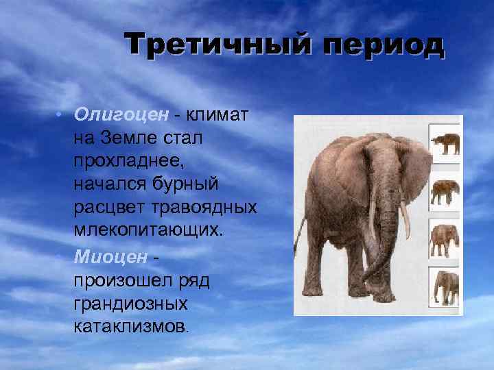 Третичный период • Олигоцен - климат на Земле стал прохладнее, начался бурный расцвет травоядных