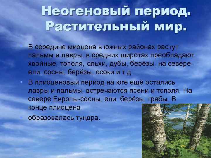 Неогеновый период. Растительный мир. • В середине миоцена в южных районах растут пальмы и