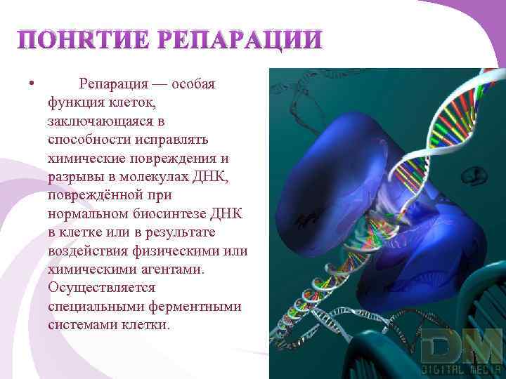 ПОНЯТИЕ РЕПАРАЦИИ • Репарация — особая функция клеток, заключающаяся в способности исправлять химические повреждения