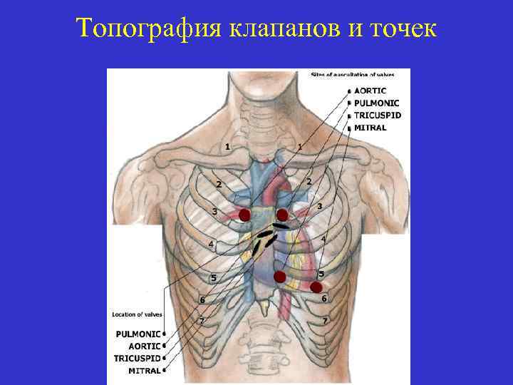 Топография сердца схема