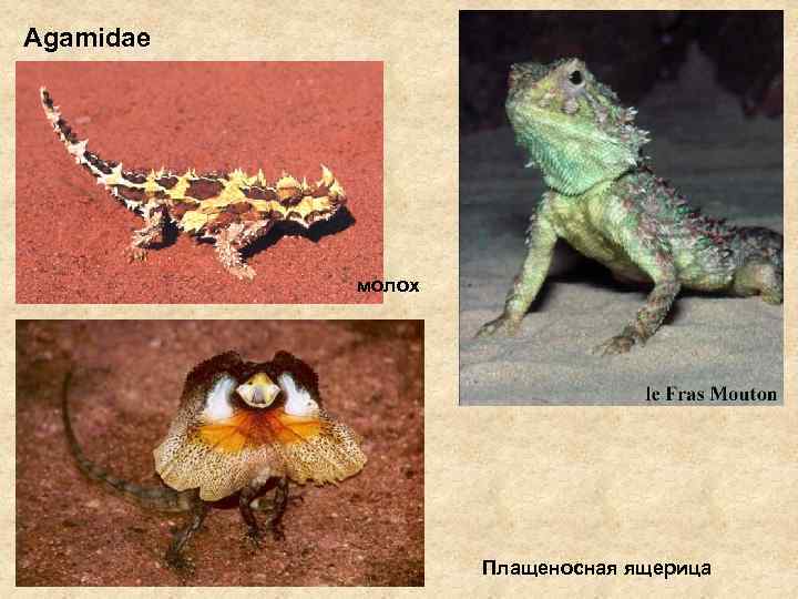 Agamidae молох Плащеносная ящерица 