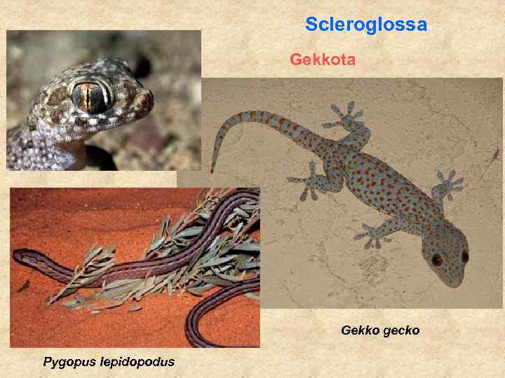 Scleroglossa Gekkota Gekko gecko Pygopus lepidopodus 