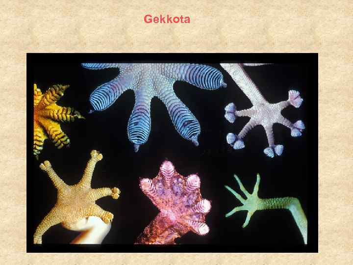 Gekkota 