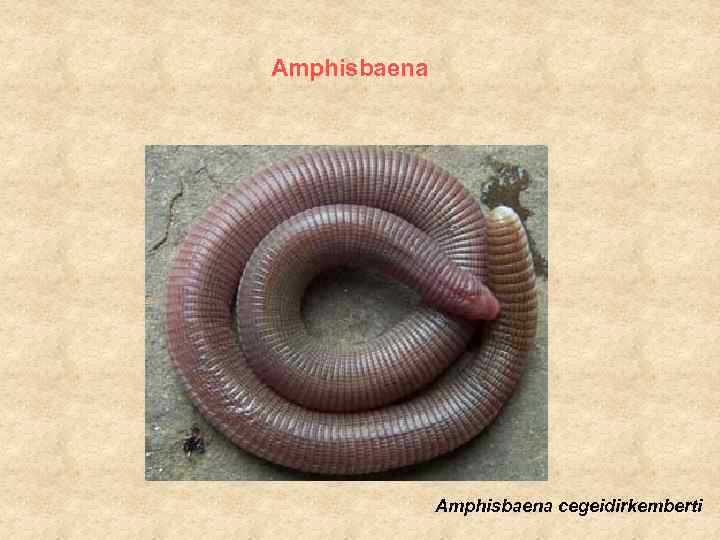 Amphisbaena cegeidirkemberti 