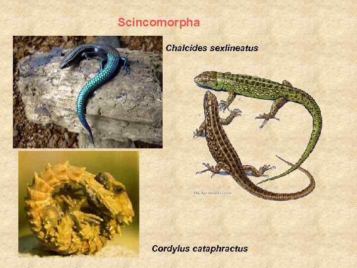 Scincomorpha Chalcides sexlineatus Cordylus cataphractus 