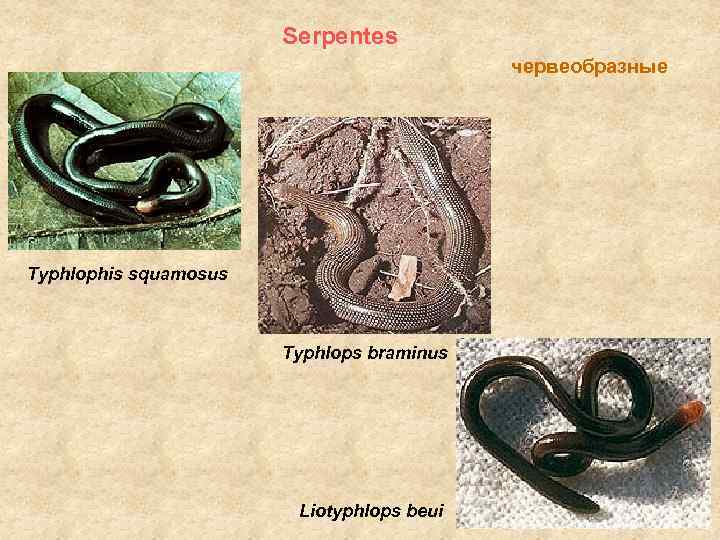 Serpentes червеобразные Typhlophis squamosus Typhlops braminus Liotyphlops beui 