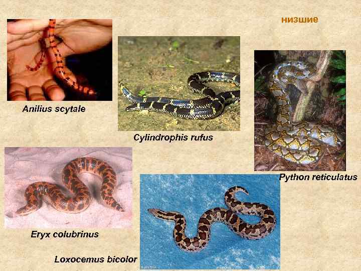 низшие Anilius scytale Cylindrophis rufus Python reticulatus Eryx colubrinus Loxocemus bicolor 