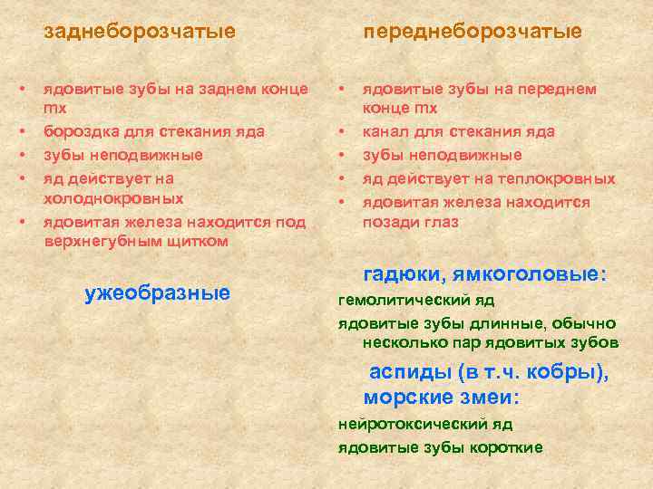 заднеборозчатые • • • ядовитые зубы на заднем конце mx бороздка для стекания яда