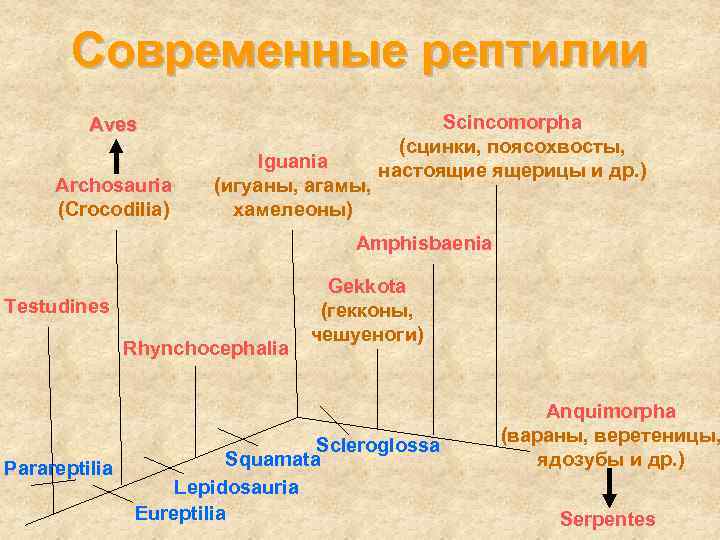 Современные рептилии Aves Archosauria (Crocodilia) Iguania (игуаны, агамы, хамелеоны) Scincomorpha (сцинки, поясохвосты, настоящие ящерицы