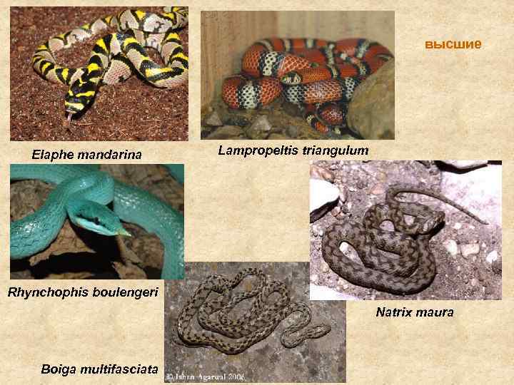 высшие Elaphe mandarina Lampropeltis triangulum Rhynchophis boulengeri Natrix maura Boiga multifasciata 