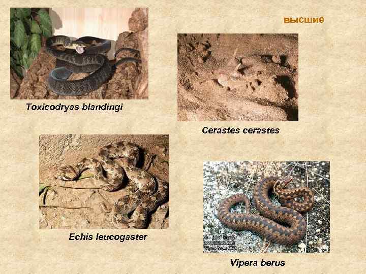 высшие Toxicodryas blandingi Cerastes cerastes Echis leucogaster Vipera berus 