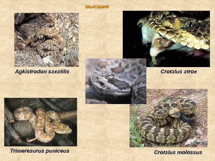 высшие Agkistrodon saxatilis Trimeresurus puniceus Crotalus atrox Crotalus molossus 