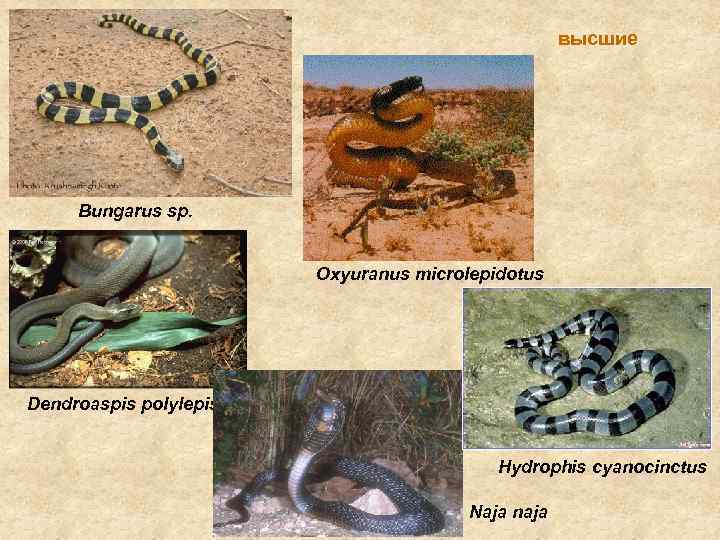 высшие Bungarus sp. Oxyuranus microlepidotus Dendroaspis polylepis Hydrophis cyanocinctus Naja naja 