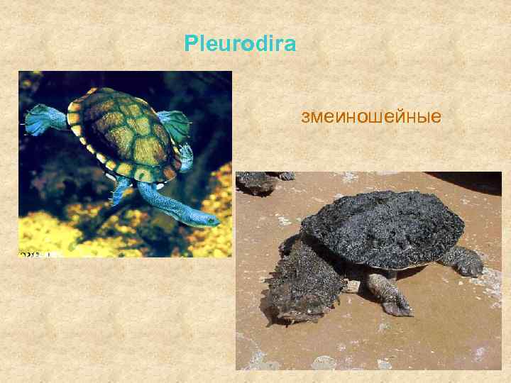 Pleurodira змеиношейные 