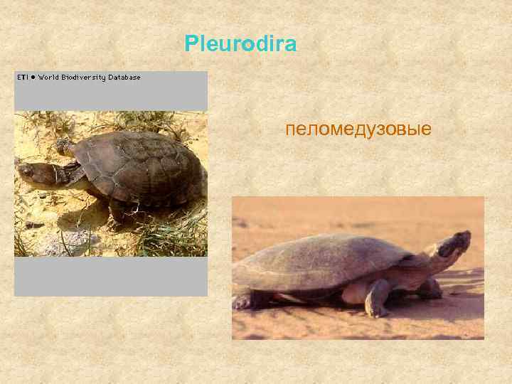 Pleurodira пеломедузовые 