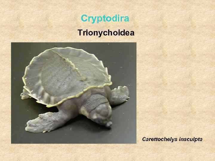 Cryptodira Trionychoidea Carettochelys insculpta 