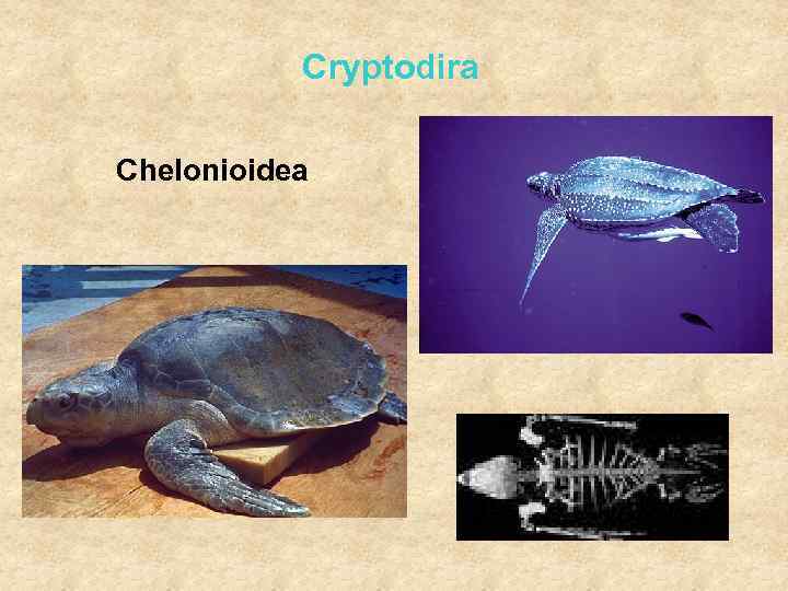 Cryptodira Chelonioidea 