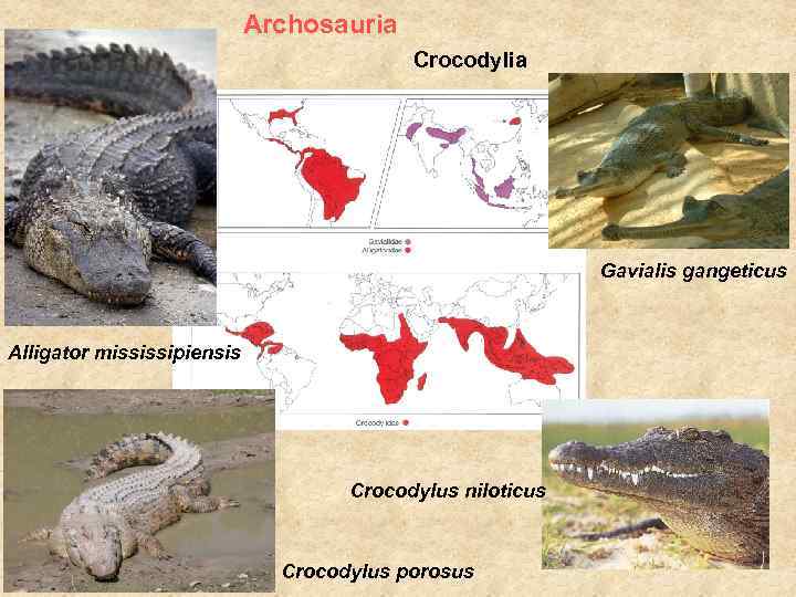 Archosauria Crocodylia Gavialis gangeticus Alligator mississipiensis Crocodylus niloticus Crocodylus porosus 