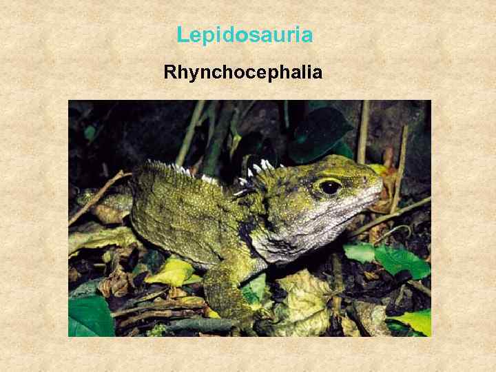 Lepidosauria Rhynchocephalia 