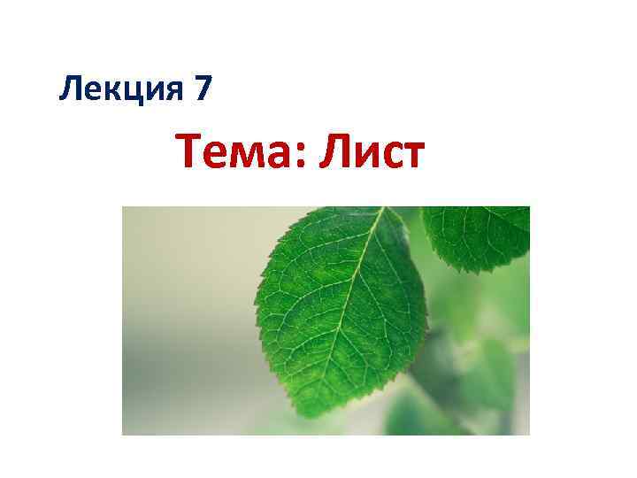 Лекция 7 Тема: Лист 