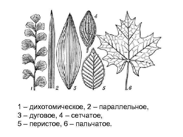 1 – дихотомическое, 2 – параллельное, 3 – дуговое, 4 – сетчатое, 5 –