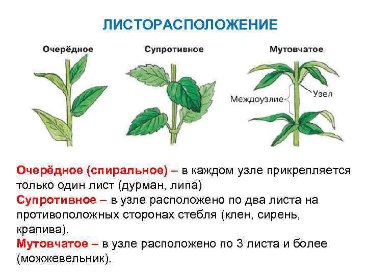 ЛИСТОРАСПОЛОЖЕНИЕ Очерёдное (спиральное) – в каждом узле прикрепляется только один лист (дурман, липа) Супротивное