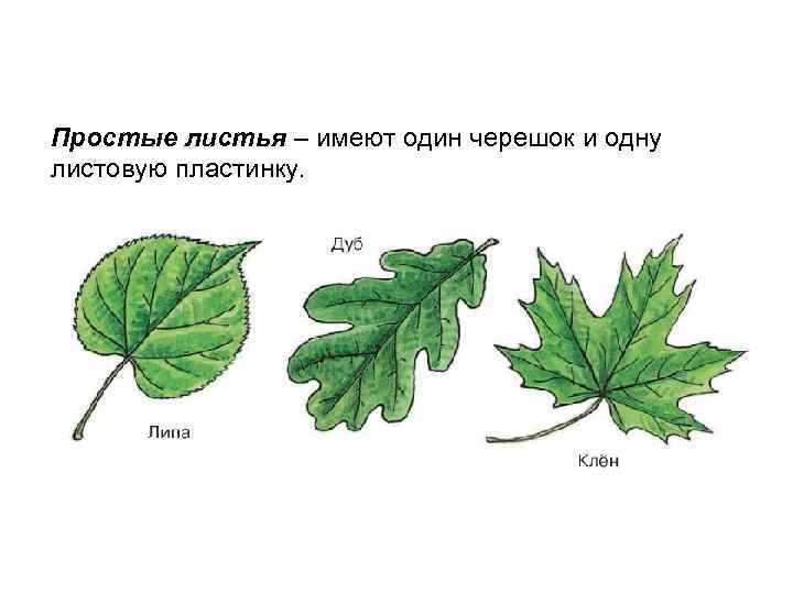 Простые листья – имеют один черешок и одну листовую пластинку. 