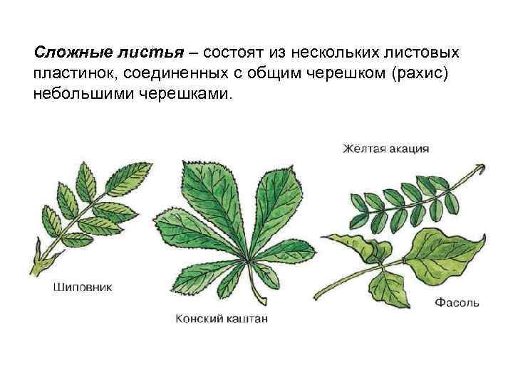 Сложные листья – состоят из нескольких листовых пластинок, соединенных с общим черешком (рахис) небольшими