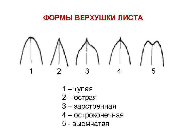 ФОРМЫ ВЕРХУШКИ ЛИСТА 1 2 3 4 5 1 – тупая 2 – острая