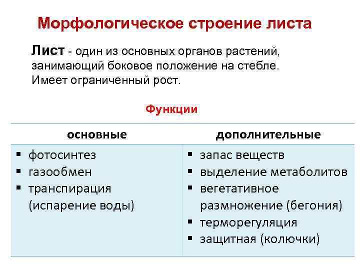 Морфологическое строение листа Лист - один из основных органов растений, занимающий боковое положение на