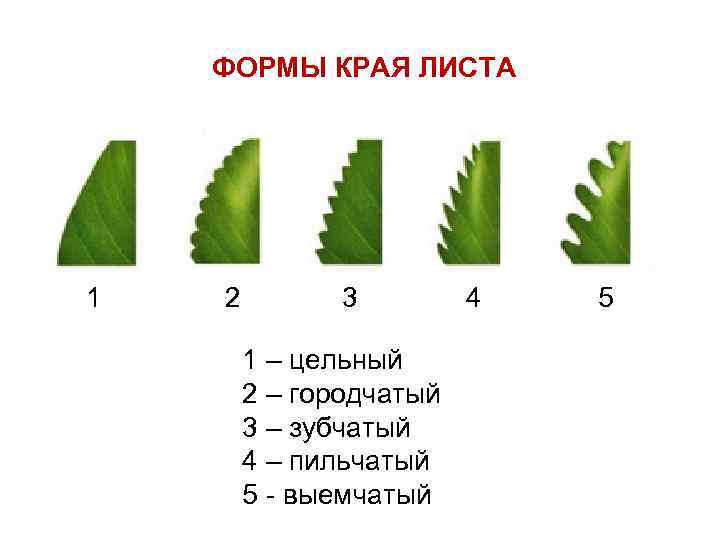 ФОРМЫ КРАЯ ЛИСТА 1 2 3 4 5 1 – цельный 2 – городчатый