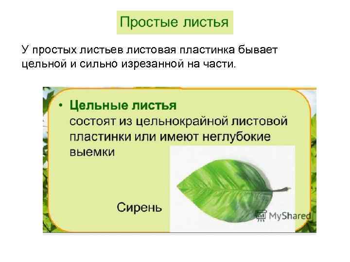 У простых листьев листовая пластинка бывает цельной и сильно изрезанной на части. 