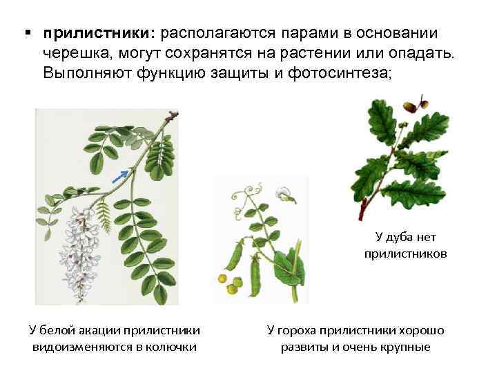 § прилистники: располагаются парами в основании черешка, могут сохранятся на растении или опадать. Выполняют