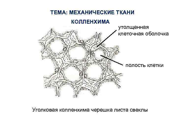 ТЕМА: МЕХАНИЧЕСКИЕ ТКАНИ КОЛЛЕНХИМА утолщенная клеточная оболочка полость клетки Уголковая колленхима черешка листа свеклы